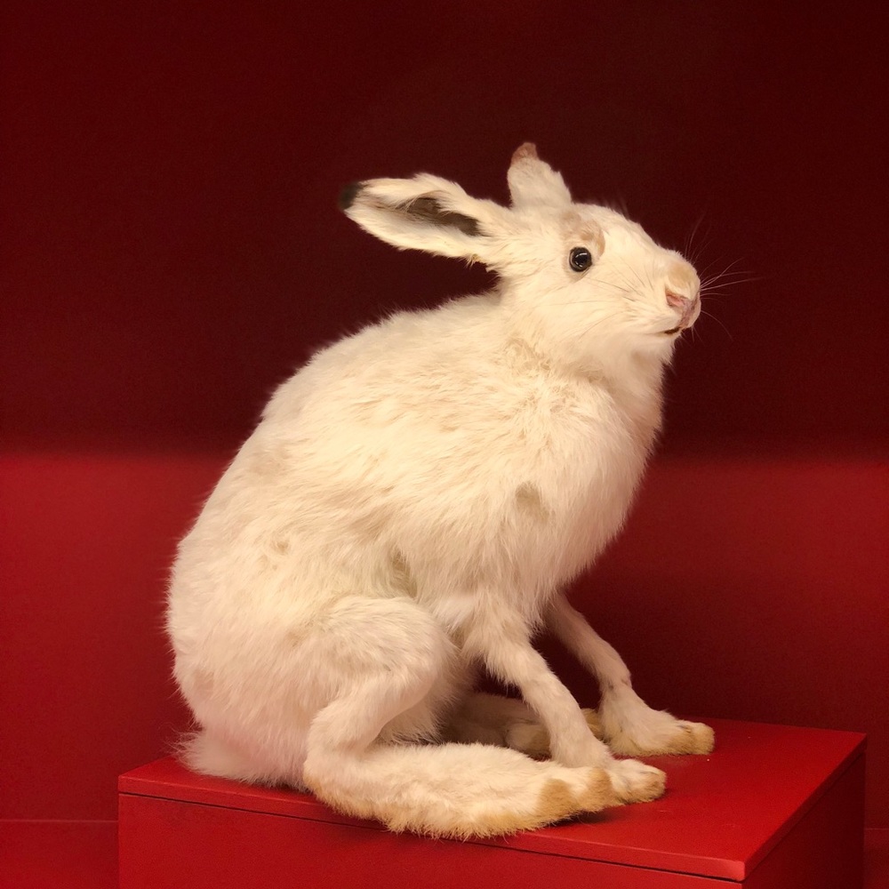 Meet your Posher, Vanessa